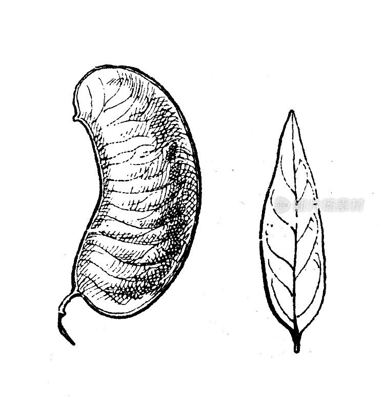 古董插画:Senna alexandrina (Alexandrian Senna)